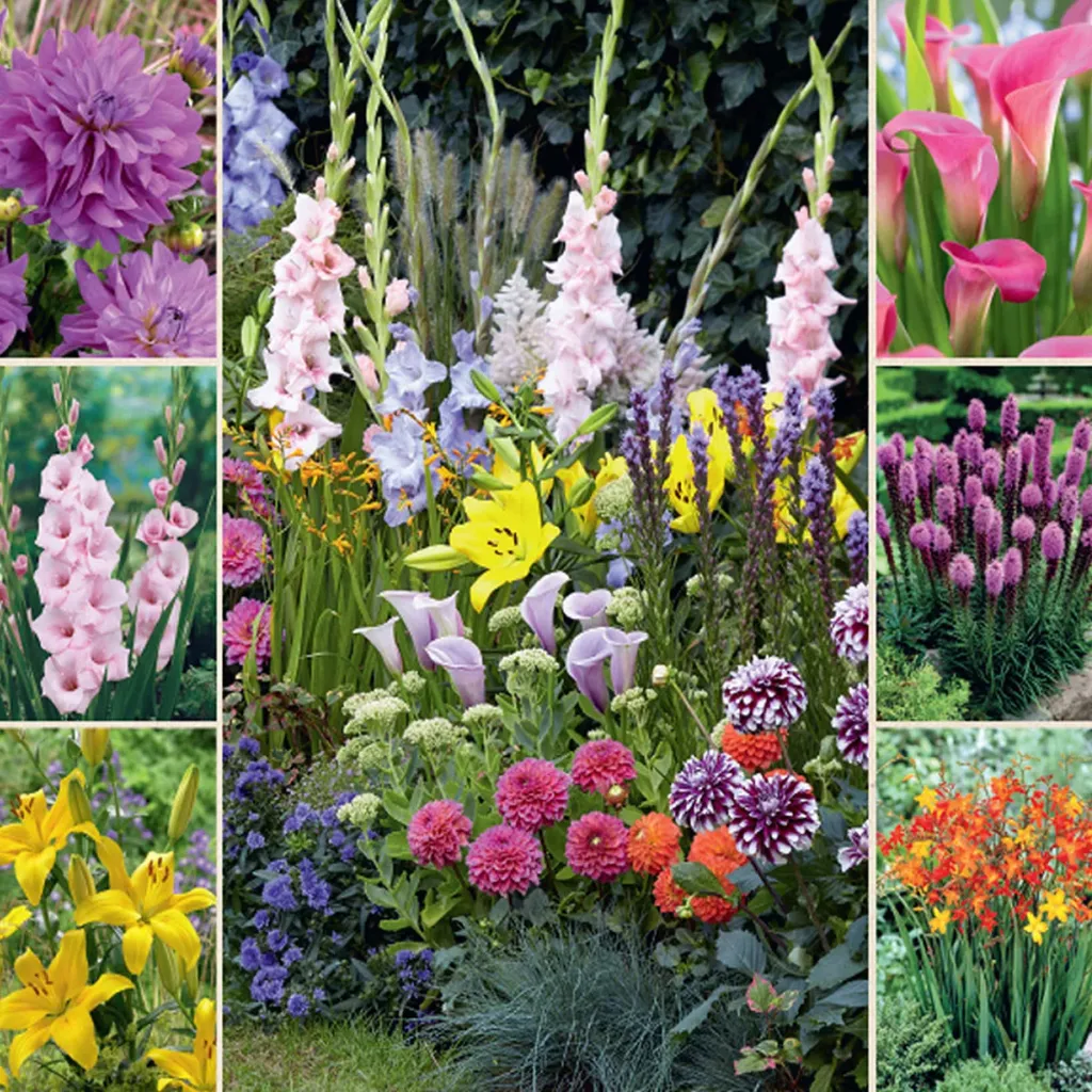 Summer Border Collection