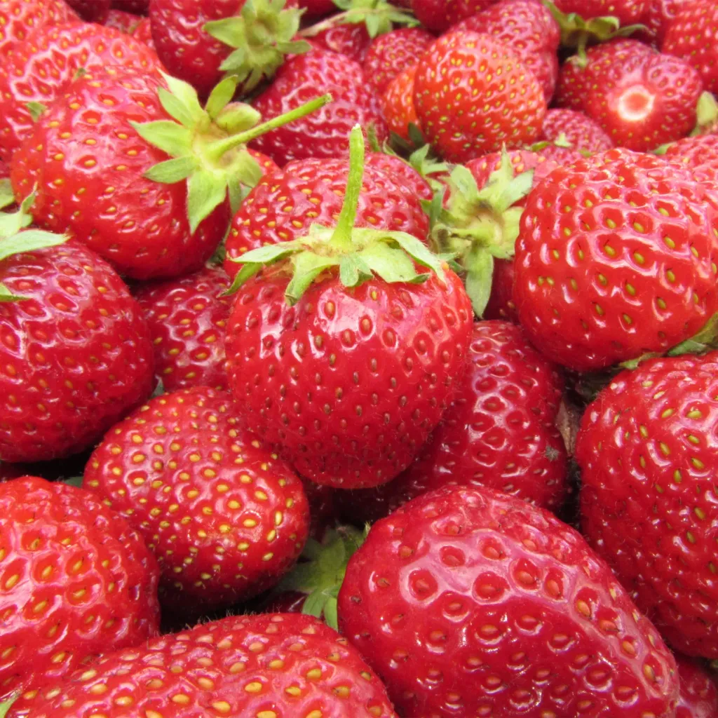 Horticana: Fresh Picked Strawberry Collection