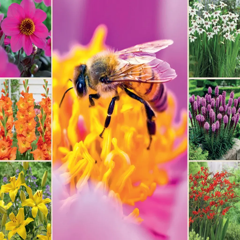 Bee & Butterfly Collection