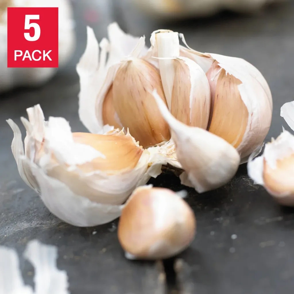 Over-Wintered Garlic – 5 plugs